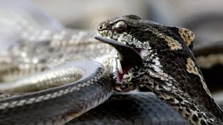 Iguana vs Snakes  Behind the Scenes  Planet Earth II [upl. by Anaul]