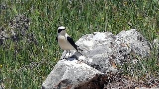 Blackeared Wheatear in Spain [upl. by Ecidnac]