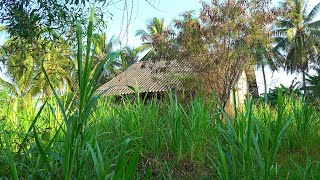 Clean up and remove overgrown trees that have covered an abandoned house for nearly 15 years [upl. by Tabbatha]