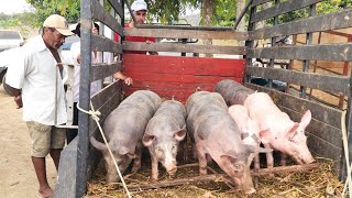 PORCOS DE 380 REAIS EM CUPIRAPE ALÃ‰M DE CAPRINOS E OVINOS 23102024 nordeste [upl. by Harret950]