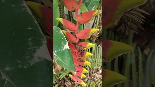 False Bird Of Paradise ❤️ shorts paradise heliconia trending ytshorts song short love yt [upl. by Vardon]