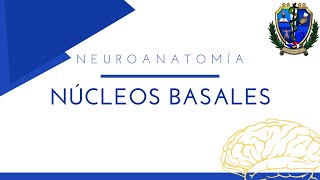 IntroDocencias  Neuroanatomía  Núcleos basales [upl. by Maryjo187]