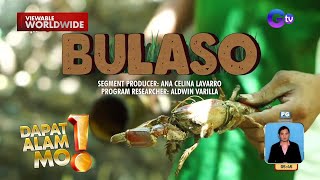 Paghuhuli ng bulaso sa isla ng Polillo Quezon silipin  Dapat Alam Mo [upl. by Lyndon]