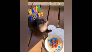 Otter Gontas 7th Birthday Celebration🦦Still young beautiful and energetic😁🥰🦦🦦Cute Otter ytviral [upl. by Rodolfo]