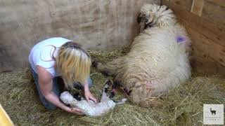 Our First Valais Blacknose Lamb Born  Cutest Ever  Windfold Farm  043 [upl. by Samoht]