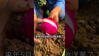 Its time to transplant onion seedlings again MySmallVegetableGarden indoorgardening [upl. by Accisej458]