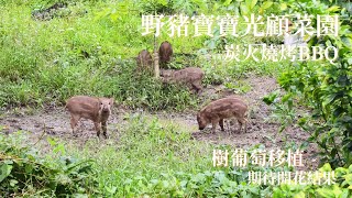 嘉寶果移植｜樹葡萄｜野豬bb光顧菜園❗️炭火燒烤｜嘉宝果｜树葡萄｜菜园野猪和野猪宝宝出没！炭火烧烤｜barbecue at home｜bbq烤墨魚 烤魚 烤金沙骨 [upl. by Pelagias]