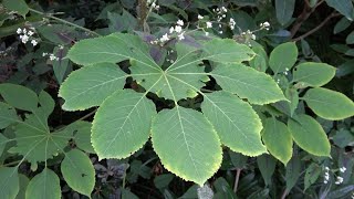 Plant updates Brassaiopsis Manihot Schefflera amp Setaria [upl. by Nico]