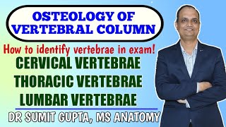 Osteology of Vertebrae  vertebral column  cervical thoracic and lumbar vertebrae [upl. by Mayor905]