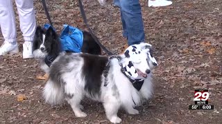 Keswick Vineyards hosts annual dogcostume competition [upl. by Arraeic]