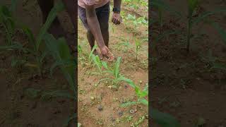 Organic control of fall armyworm in maize crop agro farming agri maize [upl. by Iramo]