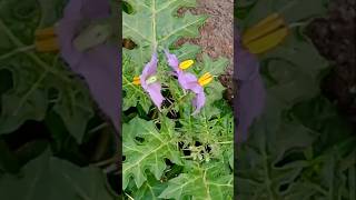 Solanum trilobatum flowers 🍀 trending viral music shortfeed flowers [upl. by Halliday]