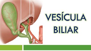 HISTOLOGÍA de la VESÍCULA BILIAR [upl. by Haldes]