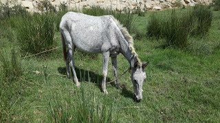 Mule  mules in wild [upl. by Ailina11]