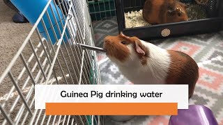 Guinea Pig drinking water  How Guinea Pig drinks water [upl. by Ecinrev]