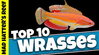 Top 10 Reef Safe Wrasse [upl. by Ylek681]