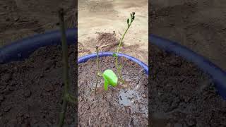 Ipomoea plant katinggardenflowers gardenflowerplants shortsvideo [upl. by Arinayed]