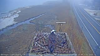 Barnegat Light Osprey Cam Highlight  Theyre back Osprey on Nest [upl. by Thirza]