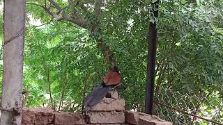 Greater Coucal gracefully walks and takes flight 🦅 [upl. by Eggleston]