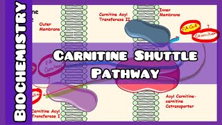 Carnitine Shuttle Pathway  Biochemistry [upl. by Shanahan]