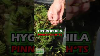 Converting Hygrophila Pinnatifida To Underwater Growth [upl. by Meletius]