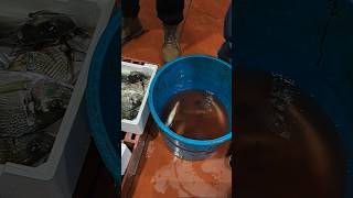 Al mercato ittico di Riposto Pesca amazing fish fishing [upl. by Kareem]