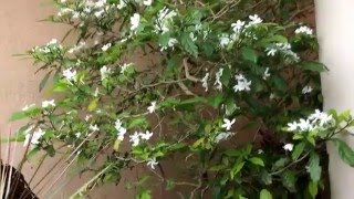 Tabernaemontana divaricata  Pin wheel Jasmine  Nandivardhanam [upl. by Close963]