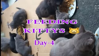 FEEDING KITTYS 😺 DAY3 [upl. by Nauwtna]