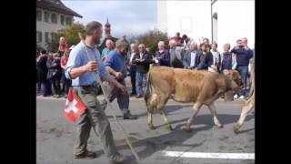 Alpabfahrt Kerns 2015 Filme [upl. by Ettenyar]