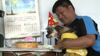 Beijing cop goes off the leash to rescue dogs [upl. by Olram122]