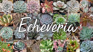 TODAS las especies de Echeveria registradas en el Mundo  100 Suculentas  Parte 1 de 2 [upl. by Shelagh]