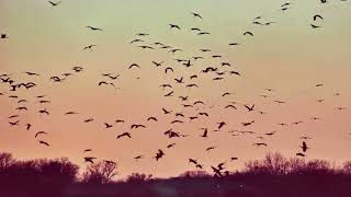 SANDHILL CRANE MIGRATION  Landings at Sunset  Saturday March 16th 2024  Near Gibbon Nebraska 169 [upl. by Phineas]