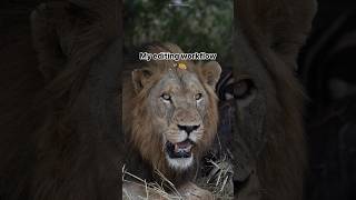 My editing workflow in lightroom lightroom editingphotos animals lion [upl. by Nraa]