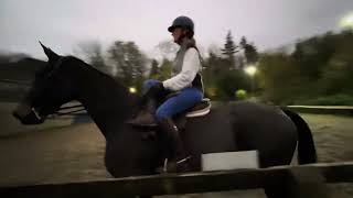 Vickie Watts riding Pablo for SSA Class 2a Adult Newcomers Equitation class October 2024 [upl. by Llevron726]