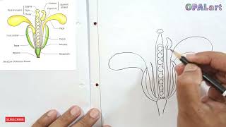 How to draw a structure of Brassica Flower diagram on Biology Practical copy [upl. by Aerdnua]