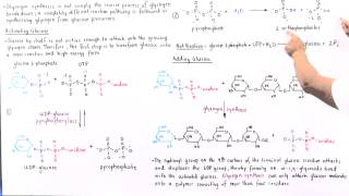 UDPGlucose and Glycogen Elongation [upl. by Adolphe45]