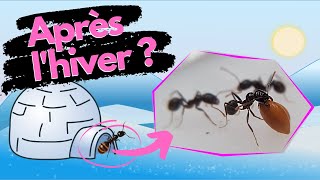 Après 3 mois au frigo comment vont mes fourmis  fin de diapause partie 1 [upl. by Anilyx]