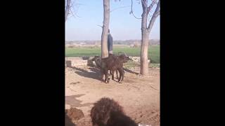 Chontra  A village near Rawalpindi [upl. by Magen]