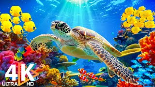 Get Closer to the Ocean World  4K Aquariums Take You to Engaging and Beautiful Underwater World 21 [upl. by Daphne528]