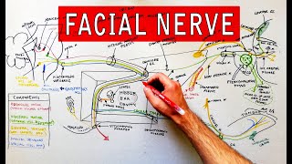 Facial nerve  Origin Function Pathway amp Branches  Anatomy Tutorial [upl. by Tirb]