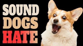 Sound Only Dogs Can Hear and Hate [upl. by Cohlette]