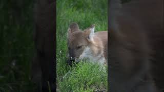 Dhole at Howletts dhole howletts aspinall animals wildlife zoo daysout [upl. by Ateuqram]