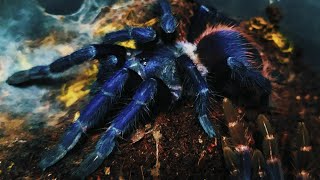 Pterinopelma Sazimai niebieski ptasznik  karmienie oraz info gatunkowe 💙🕷 [upl. by Eladnyl]