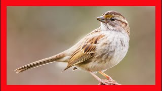 White Throated Sparrow Song  White Throated Sparrow Call  Chirp Sound  Zonotrichia Albicollis [upl. by Vahe]