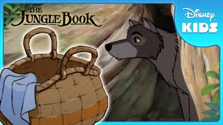 🐺 Mowgli Joins the Wolf Pack  Jungle Book  Disney Kids [upl. by Nika]