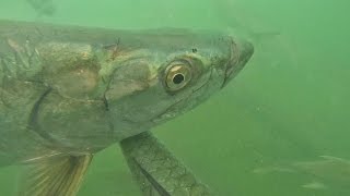 Slow Mo Under Water Tarpon Feeding [upl. by Eelik]