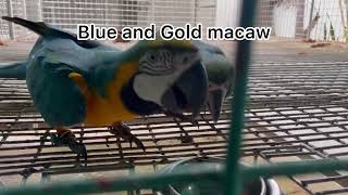 Macaw breeding species at Asuero Aviary Channel [upl. by Dorraj]