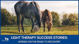 Light Therapy Success Stories Horses on the Road to Recovery [upl. by Esil]