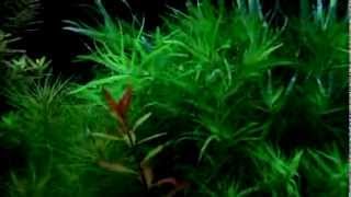 Heteranthera zosterifolia  aquatic plants guide [upl. by Lexy]