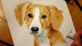 Puppy portrait colored pencil drawing  Time lapse [upl. by Clava]